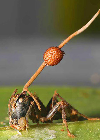 Почему «The Last of Us» - лучшая игра десятилетия?