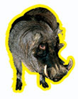 Phacochoerus Фунтик Phacochoerus Фунтик
