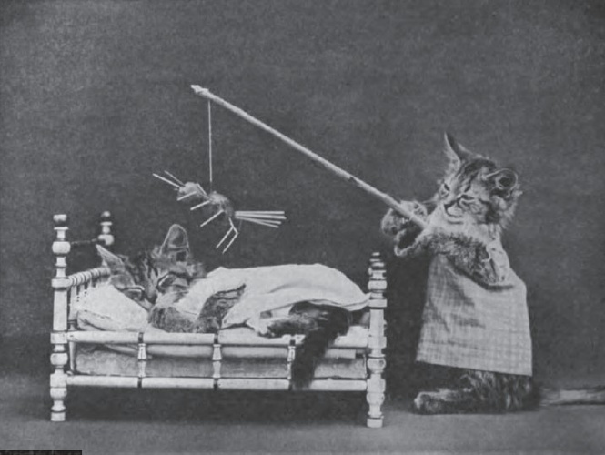 Пурра разыгрывает Бродягу