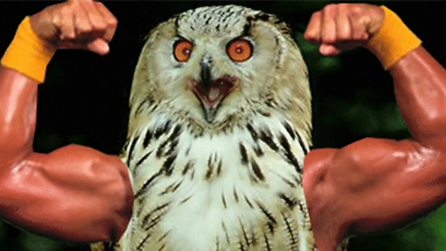 Птицы с руками: 20 смешных гифок