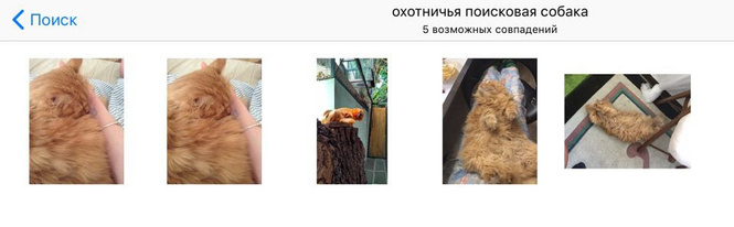 Новая iOS умеет отсортировывать фотографии девушек в лифчиках Новая iOS умеет отсортировывать фотографии девушек в лифчиках
