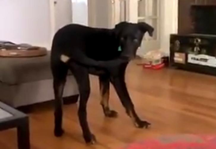 Бойся своих желаний: собака поймала свой хвост и не знает, что с ним делать дальше (видео)
