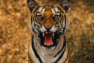 Напоминаем: тигры — опасные хищники. И львы тоже.