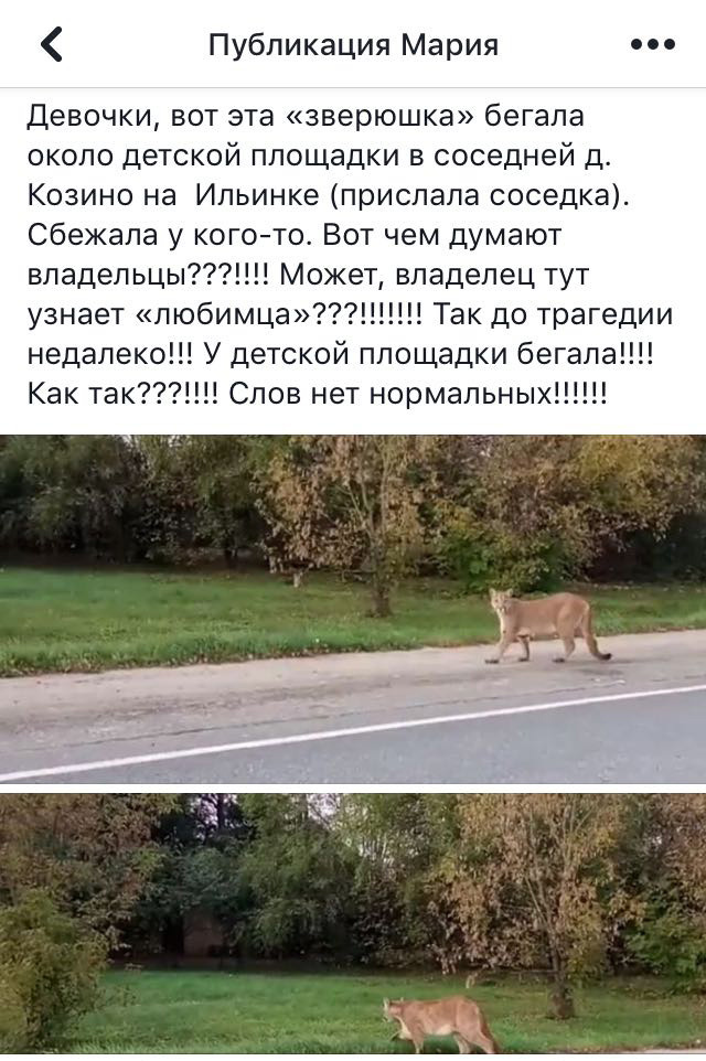 Сбежавшая пума напала на домашнюю собаку в Подмосковье (видео) Сбежавшая пума напала на домашнюю собаку в Подмосковье (видео)