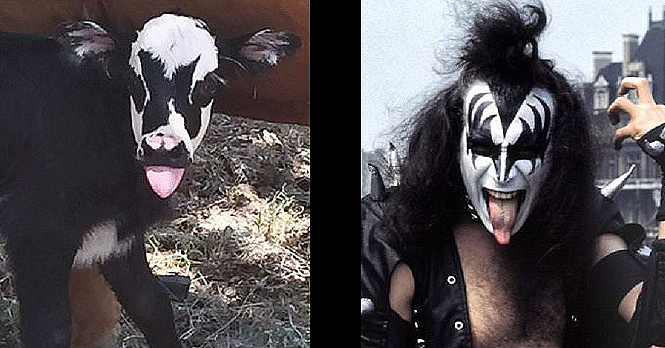Мир празднует рождение коровы, похожей на участника группы Kiss! Мир празднует рождение коровы, похожей на участника группы Kiss!