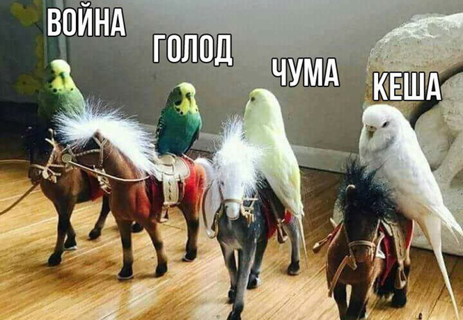 Самые смешные картинки недели и первое правило бойцовского клуба! Самые смешные картинки недели и первое правило бойцовского клуба!