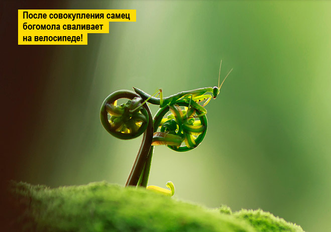 13 фото животных, которые тебя рассмешат 13 фото животных, которые тебя рассмешат