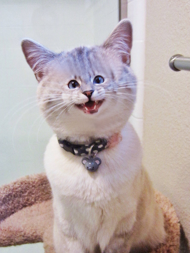 Коты с крошечными мордами! Коты с крошечными мордами!