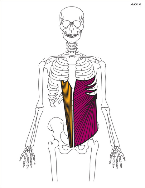 Наружные косые мышцы живота и прямые мышцы живота