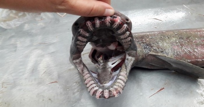 Ученые поймали «живое ископаемое» с 300 зубами
