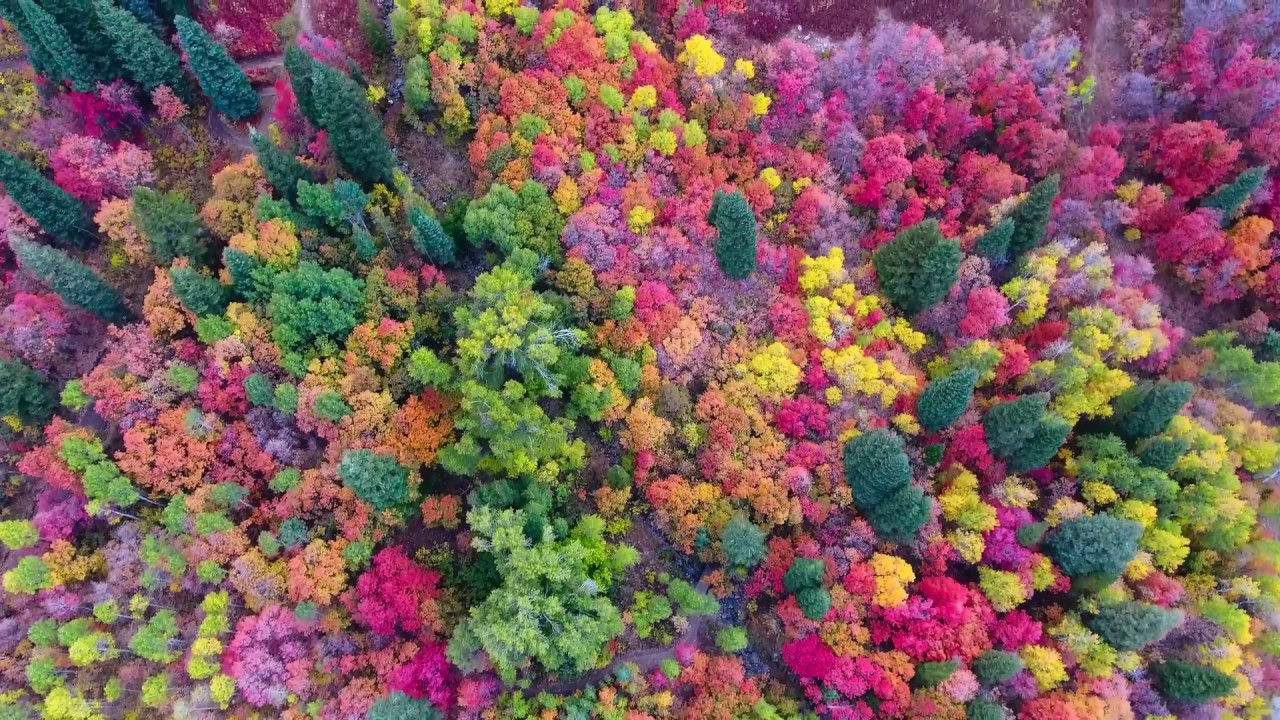 Штат Юта цветной лес
