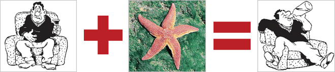 У морской звезды Lunckia columbiae — пять печеней У морской звезды Lunckia columbiae — пять печеней