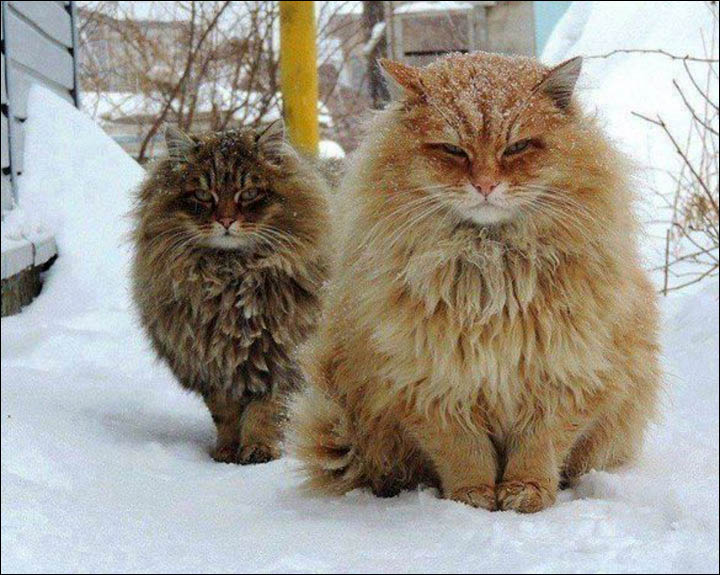 Фото №1 - Сибирская деревня с котами прославилась на весь мир!