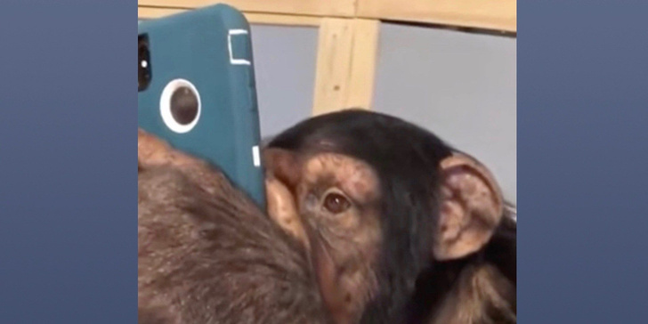 Видео дня: шимпанзе тупит в Instagram (запрещенная в России экстремистская организация)