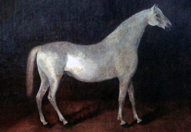 Арабский жеребец Сметанка. Картина конца XVIII века