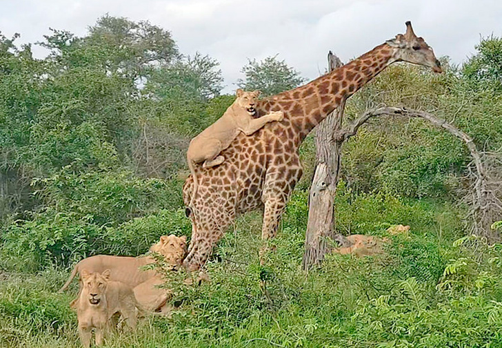 Львы катаются верхом на жирафе (видео)