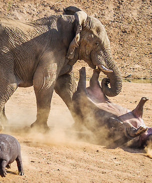 Фото месяца: слоны без правил