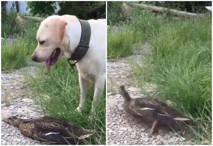 Твит дня: утка притворяется мертвой, чтобы обмануть собаку (видео)