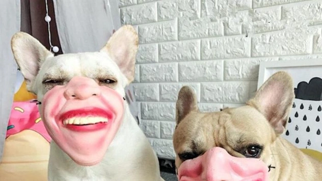 На Amazon продают немного странные собачьи намордники