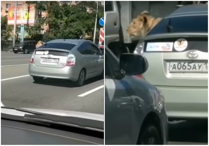 Ничего особенного: просто видео, как лев едет в машине по улицам Владивостока