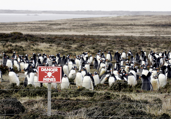 Пингвины на минном поле: история, скрывающаяся за фотографией