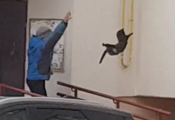 Житель Башкирии прогнал из города дикого лося, бросив в него котом (видео)