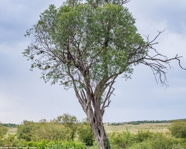 Новая оптическая иллюзия: найди на фото гигантского филина! Новая оптическая иллюзия: найди на фото гигантского филина!