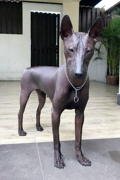 Свежая оптическая иллюзия: собака или статуя?
