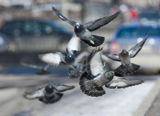 8 неожиданных фактов о голубях