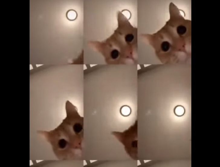Кот в вирусном ролике стал звездой Интернета (смотреть со звуком)