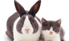 13 котят, снятых вместе со своими двойниками-кроликами