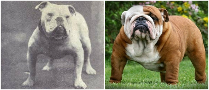 Фото №3 - Как изменились породы собак за 100 лет
