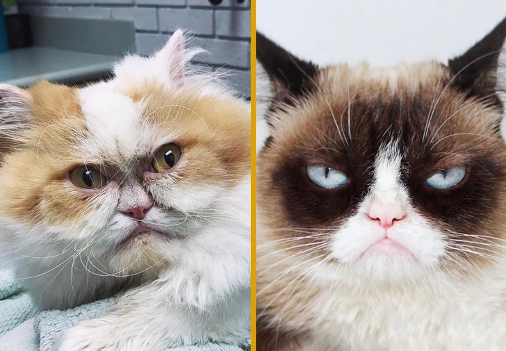 В Интернете нашли достойного преемника легендарной сердитой кошке Grumpy Cat