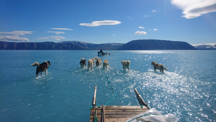 Твит дня: собачья упряжка везет сани по растаявшему леднику в Гренландии