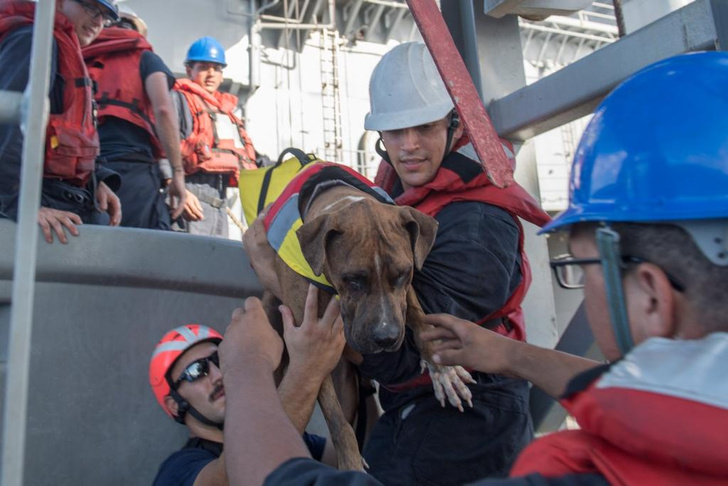 Две американки и две собаки 5 месяцев дрейфовали в океане. Рассказываем, как они выжили (бонус — ВИДЕО чудесного спасения)