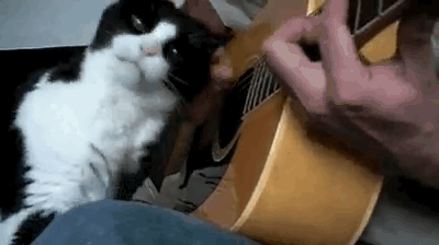 Кот и гитара