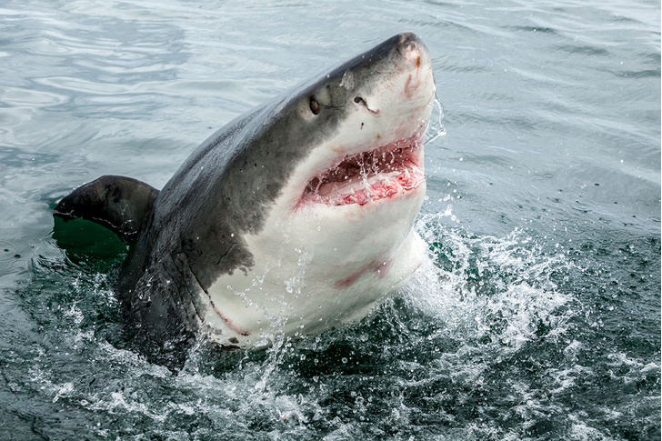 Никаких резких движений и выброси фонарик: чего точно не надо делать, чтобы тебя не съела акула (бонус — ИНФОГРАФИКА!)