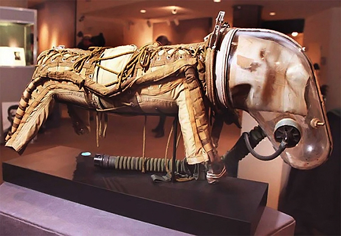 Фото №1 - Что носили советские собаки в космосе: те самые скафандры Белки и Стрелки