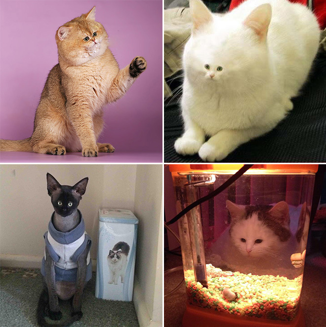 Коты с крошечными мордами! Коты с крошечными мордами!