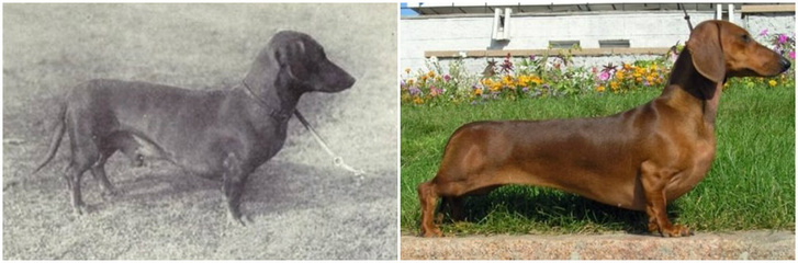 Фото №9 - Как изменились породы собак за 100 лет