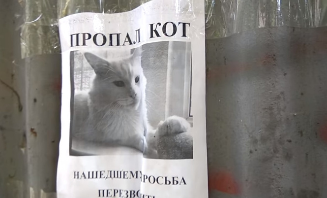 Российская оптическая иллюзия с объявлением про пропавшего кота покорила мировой Интернет! Российская оптическая иллюзия с объявлением про пропавшего кота покорила мировой Интернет!
