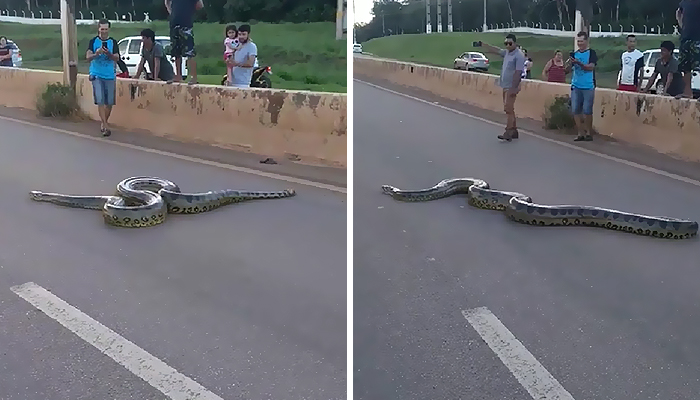 Как прохожие помогали гигантскому питону переползти шоссе (типичное бразильское видео)