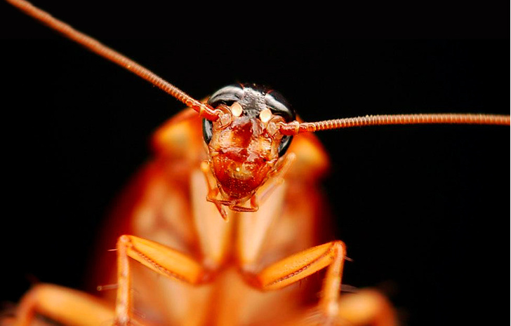Приключения неуловимых: юркая статья о тараканах
