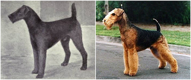 Как изменились породы собак за сто лет