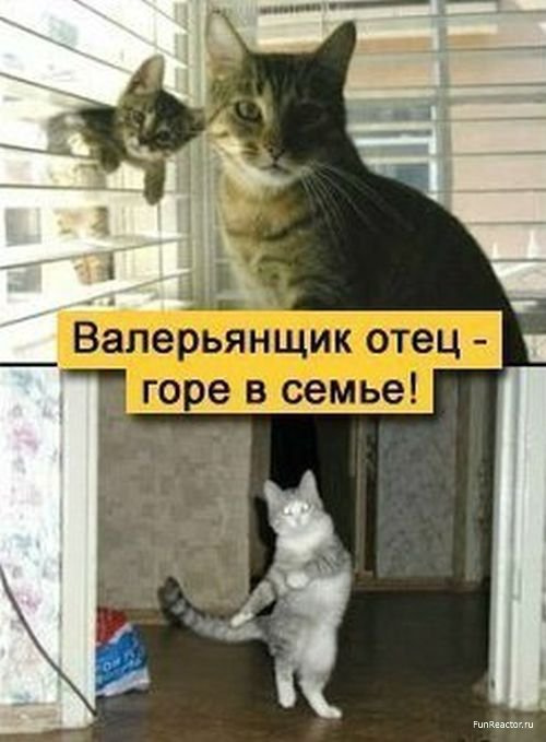 Самые смешные картинки недели Самые смешные картинки недели