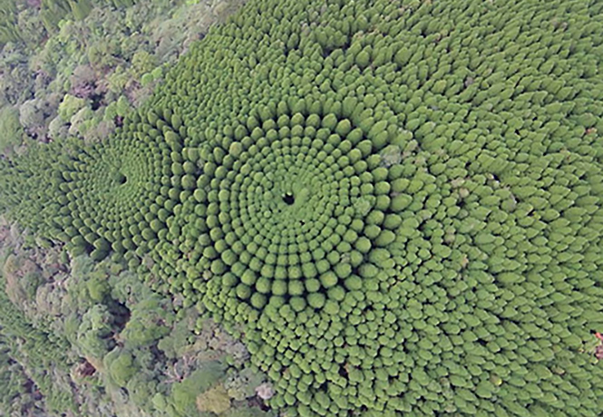 Круглый лес, на выращивание которого японцы потратили 50 лет