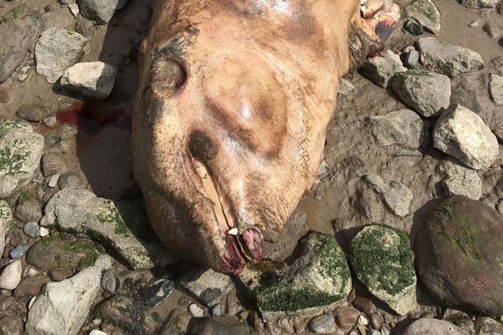 Жуткий монстр с клыками и шипами найден на берегу реки в Британии! Ученые и те в недоумении