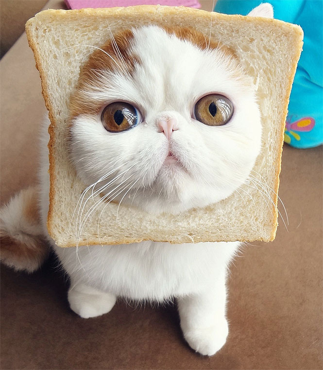Кот Кот