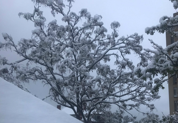 В Денвере рекордный за последние 44 года майский снегопад (морозные фото и видео)