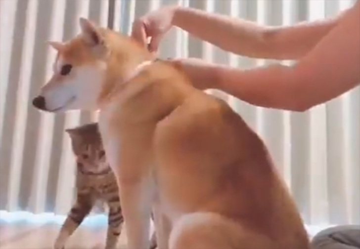 В чем различие между попытками измерить собаку и кота (смешное видео)